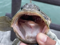 チャイロマルハタの釣果