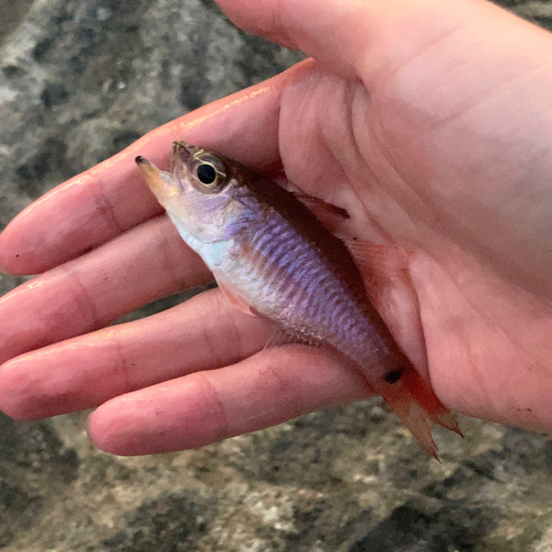 クロホシイシモチの釣果