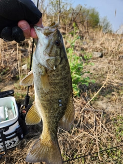 スモールマウスバスの釣果