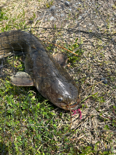 ナマズの釣果