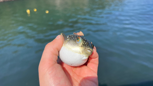 フグの釣果