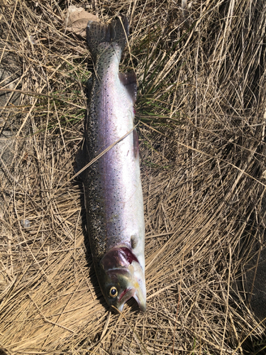 ニジマスの釣果