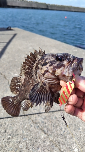 ムラソイの釣果