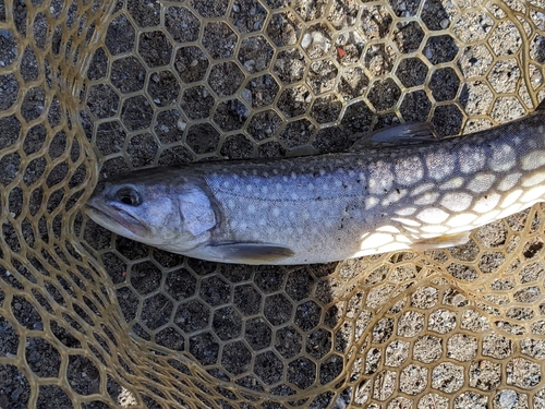 イワナの釣果