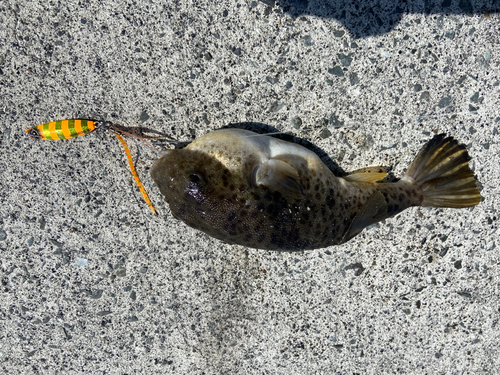 アカメフグの釣果