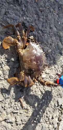 ワタリガニの釣果