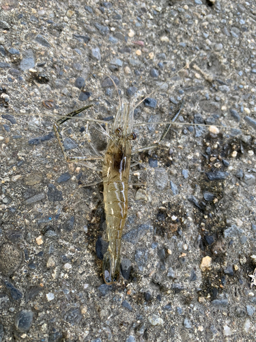 テナガエビの釣果