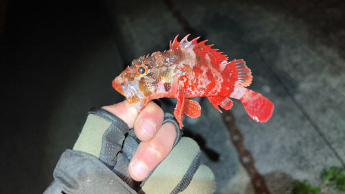 イソカサゴの釣果