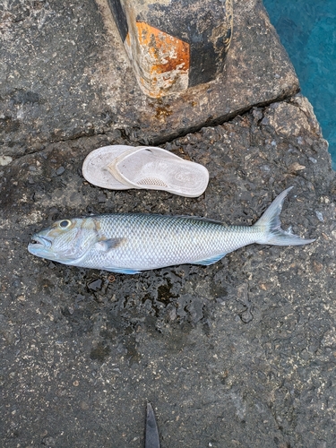 アオチビキの釣果