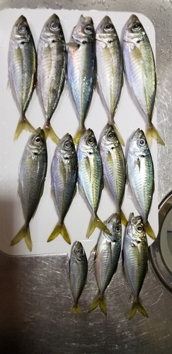 アジの釣果