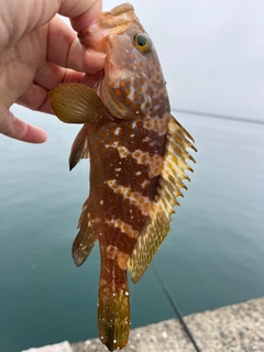 キジハタの釣果