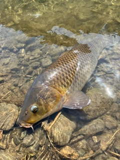 コイの釣果