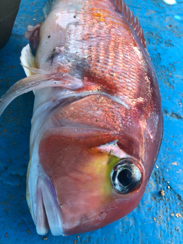 アマダイの釣果