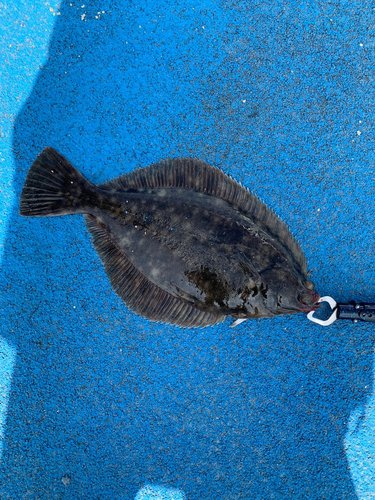 カレイの釣果