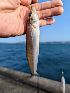 キスの釣果