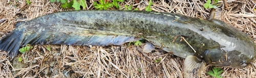 ニホンナマズの釣果