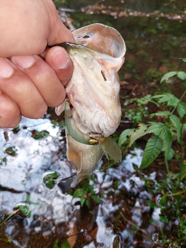 ブラックバスの釣果