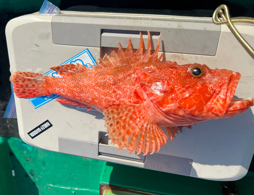 オニカサゴの釣果