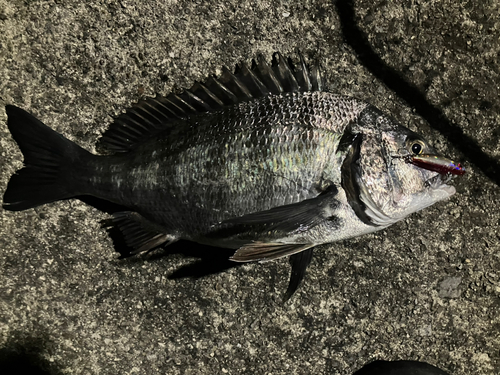 チヌの釣果