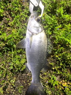 セイゴ（ヒラスズキ）の釣果