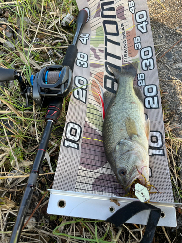 ラージマウスバスの釣果