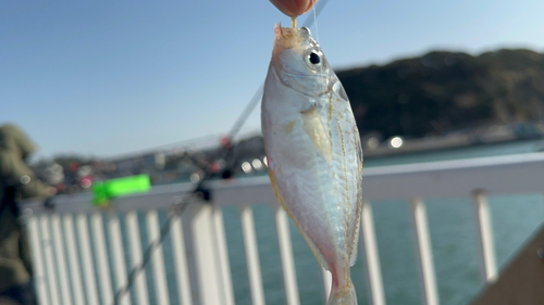 ヒイラギの釣果