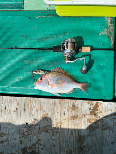 レンコダイの釣果