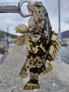 タケノコメバルの釣果