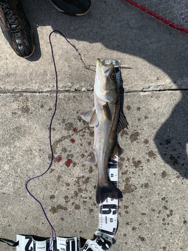 フッコ（マルスズキ）の釣果