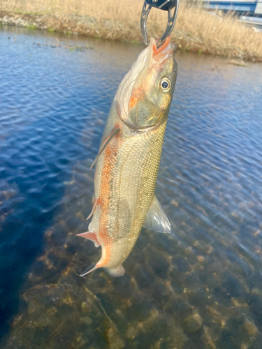 ウグイの釣果