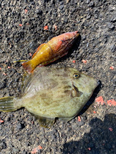 カワハギの釣果