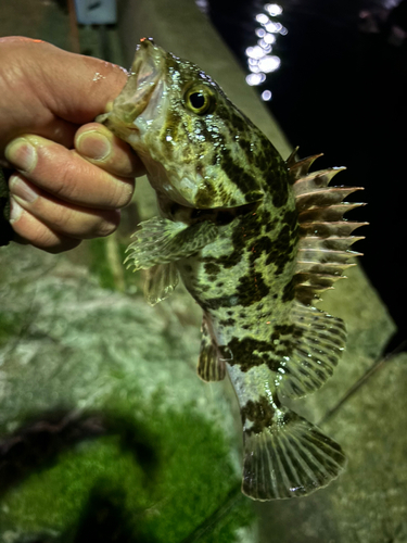 タケノコメバルの釣果