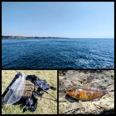 アカササノハベラの釣果