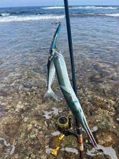 ダツの釣果