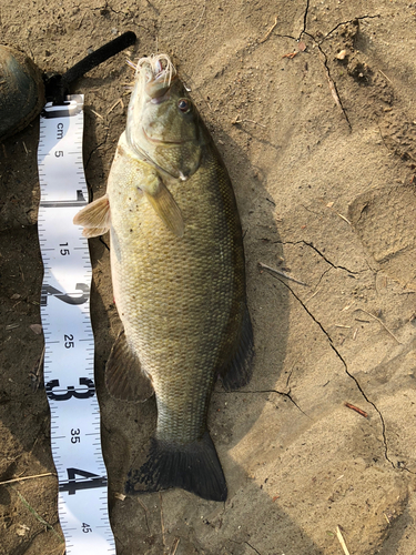 スモールマウスバスの釣果