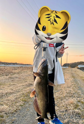 ナマズの釣果