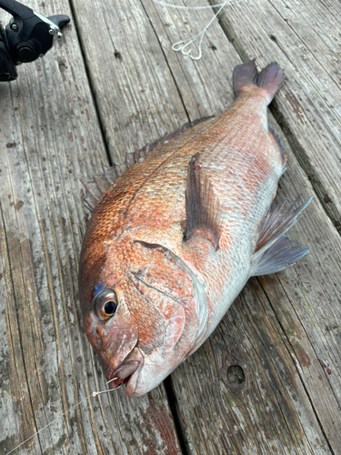 マダイの釣果