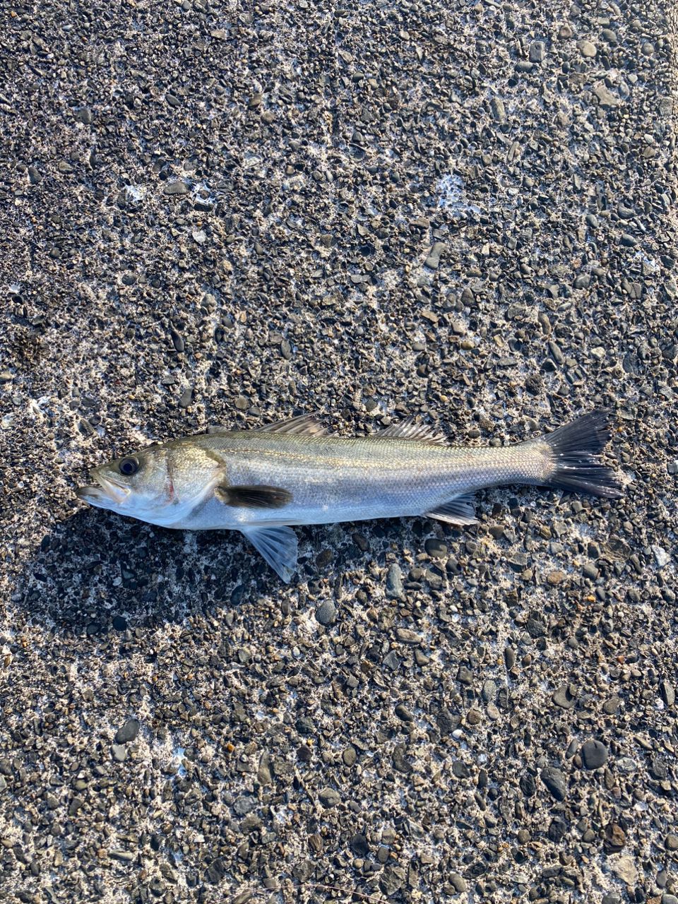 あしかず44さんの釣果 1枚目の画像