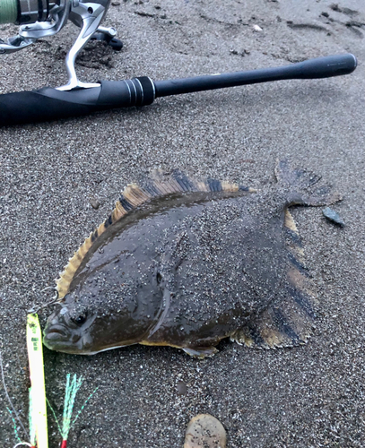 カワガレイの釣果