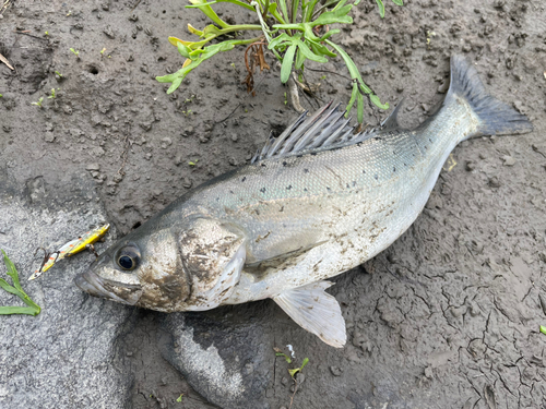 フッコ（タイリクスズキ）の釣果