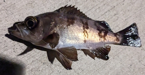 シロメバルの釣果