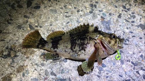 ムラソイの釣果