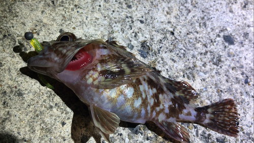 カサゴの釣果