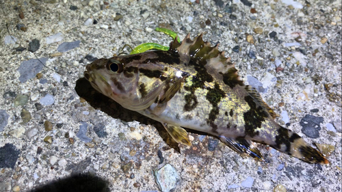 タケノコメバルの釣果