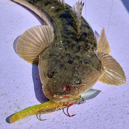 マゴチの釣果