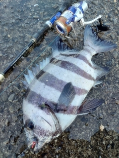 イシダイの釣果