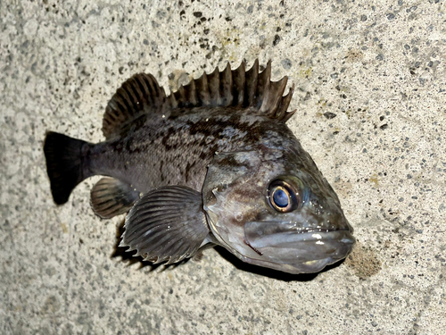 クロソイの釣果