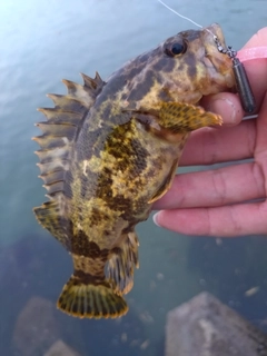 タケノコメバルの釣果