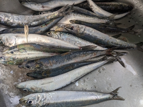 イワシの釣果