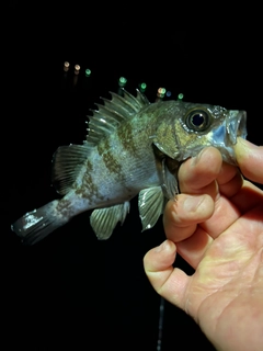 アオメバルの釣果